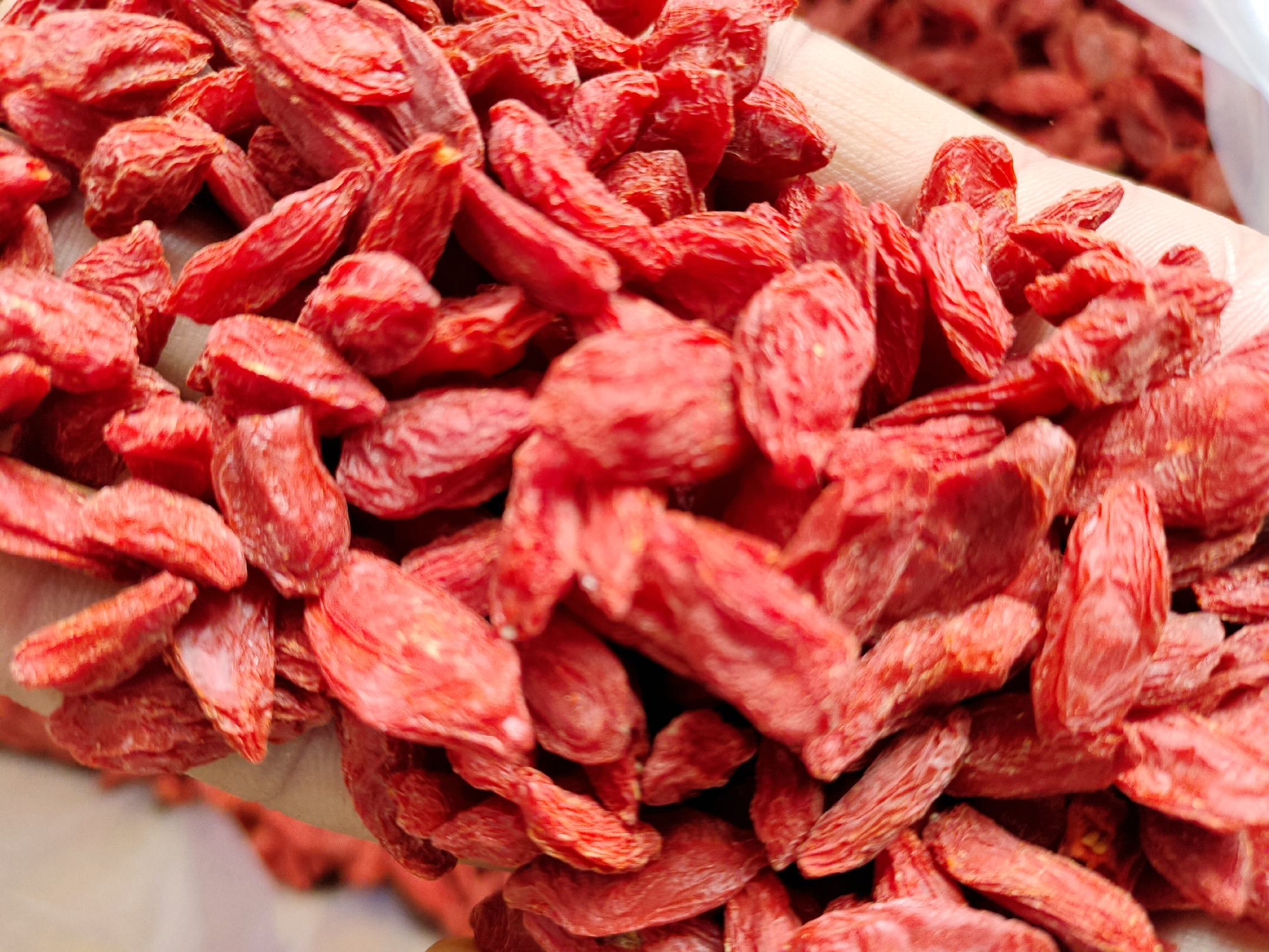 高清微距镜头拍摄:新鲜采摘的头茬红枸杞单果及簇生状态,果粒均匀(直径6–8mm),表面覆有天然蜡质层,可见细微露珠反光;背景虚化呈现标准化枸杞种植行距与滴灌带,远处隐约可见贺兰山轮廓 头茬红枸杞特写:清晨带露水的鲜果特写,果实呈深酒红色,表皮光滑油润,部分果蒂仍带青绿色,背景为宁夏中宁枸杞生态种植基地的晨雾薄纱