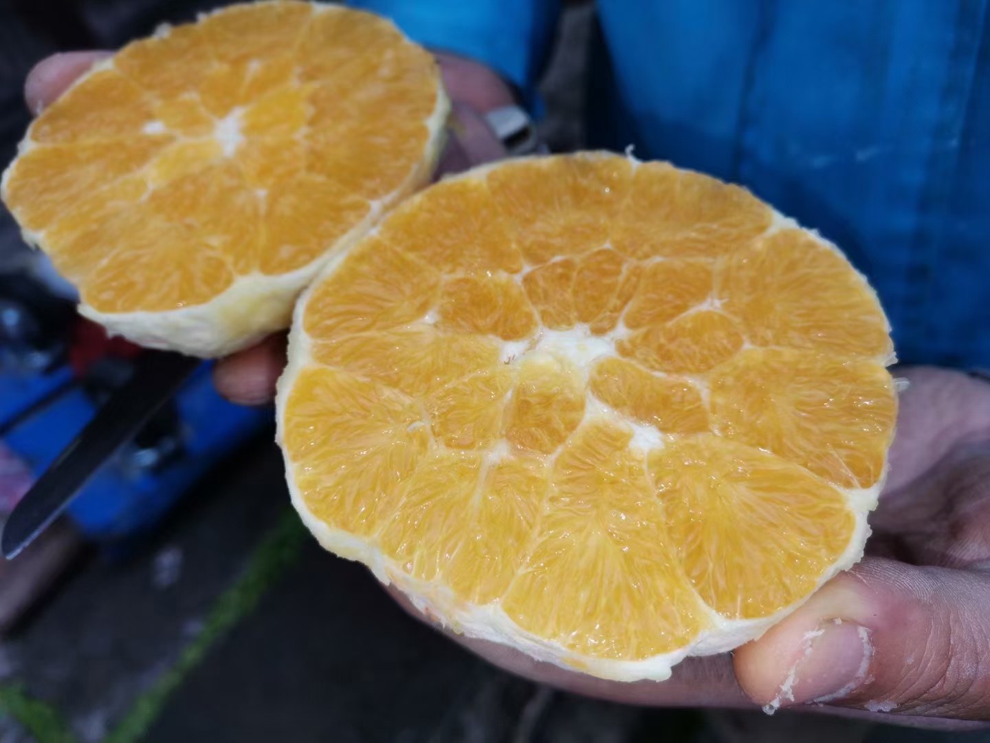 纽橙荷尔橙果实特写