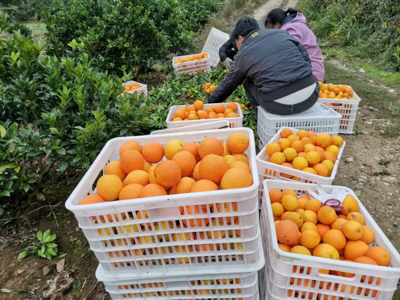 纽荷尔大量上市，