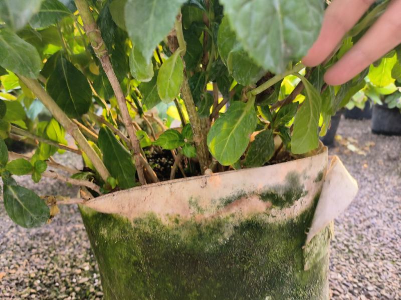 绣球大盆绣球超大规格绣球八仙花大规格八仙花