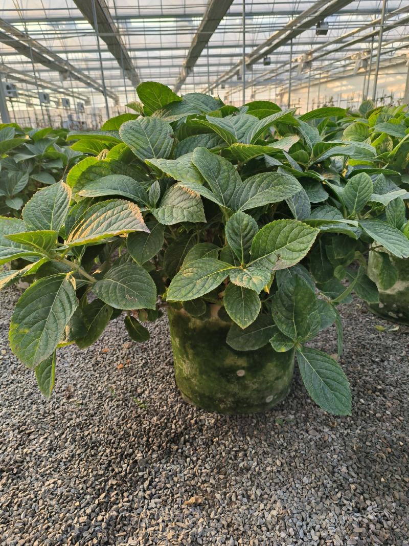 绣球大盆绣球超大规格绣球八仙花大规格八仙花