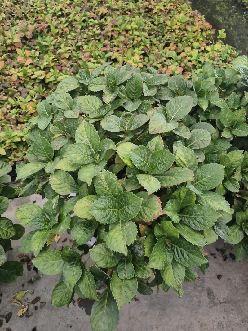 绣球大盆绣球超大规格绣球八仙花大规格八仙花