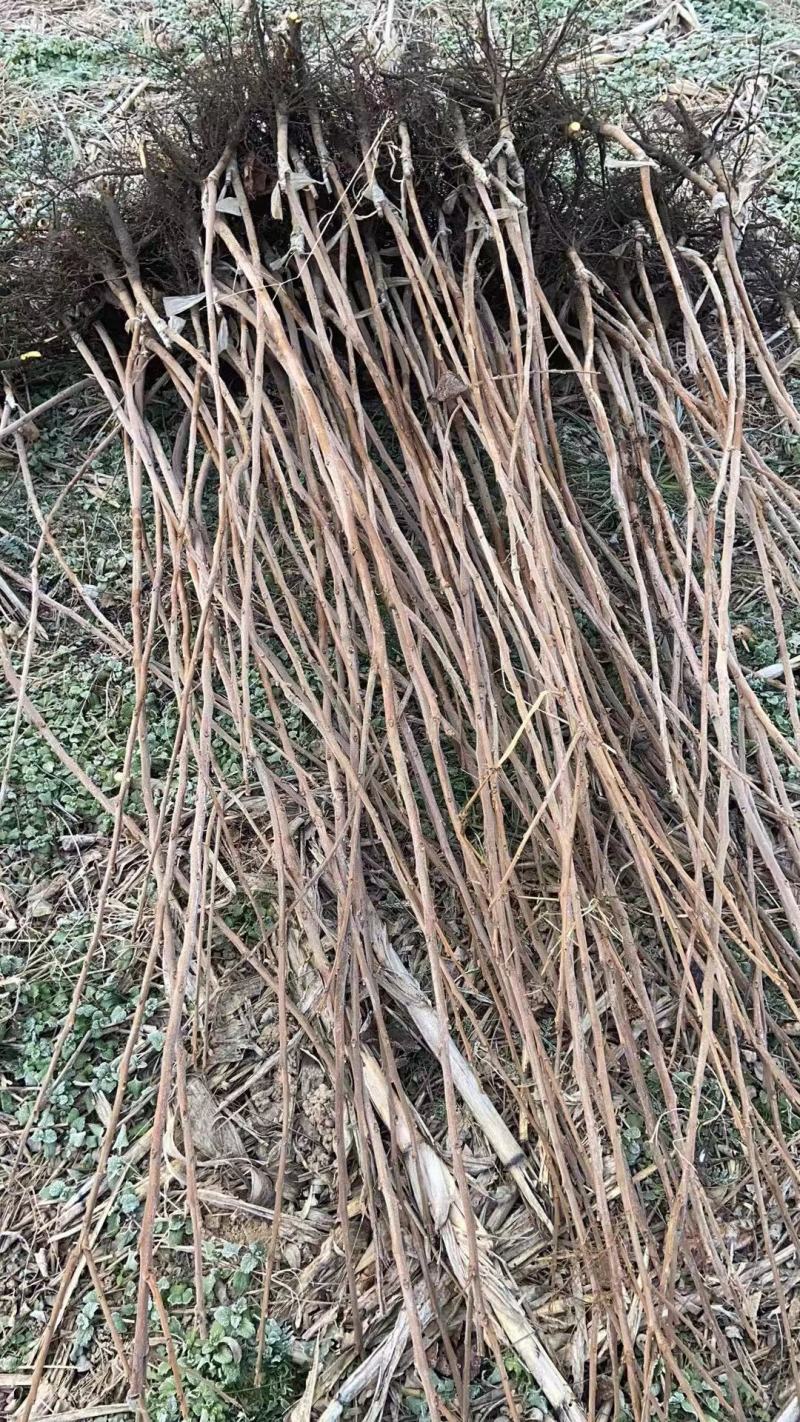 阳丰甜柿子苗，摘下来直接可以吃的柿子树苗