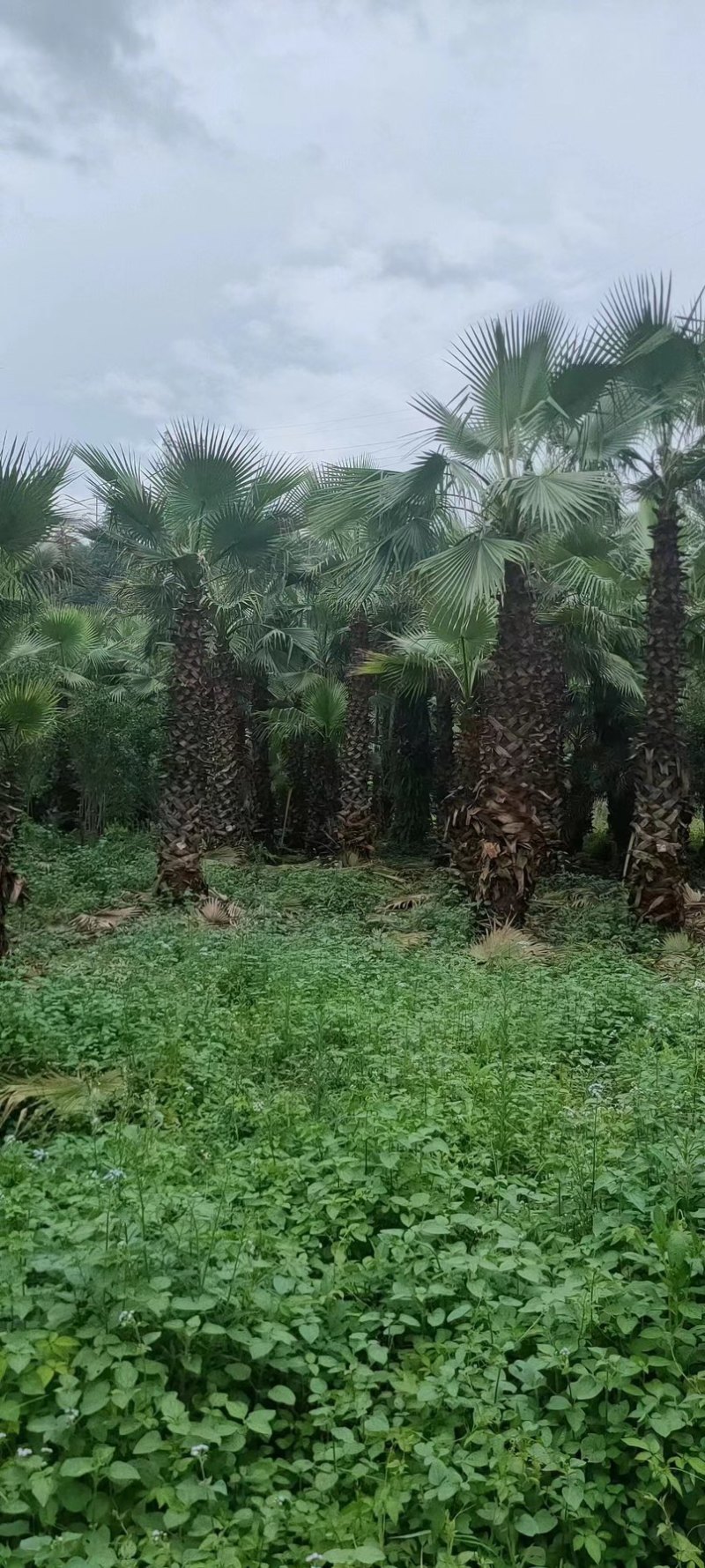 棕榈树🌴耐寒苗木！加拿利海枣中东海枣银海枣老人葵华棕等