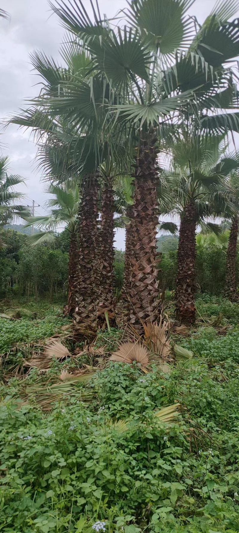 棕榈树🌴耐寒苗木！加拿利海枣中东海枣银海枣老人葵华棕等
