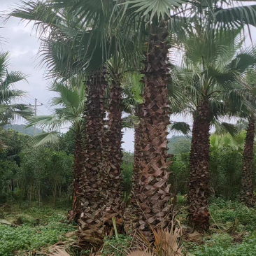 棕榈树🌴耐寒苗木！加拿利海枣中东海枣银海枣老人葵华棕等