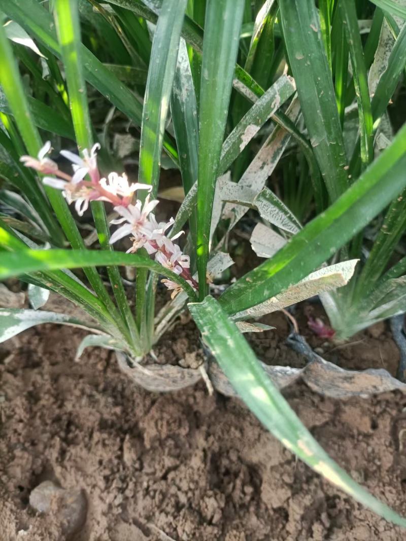 吉祥草紫衣草松寿兰小叶万年青吉祥草基地大量现货