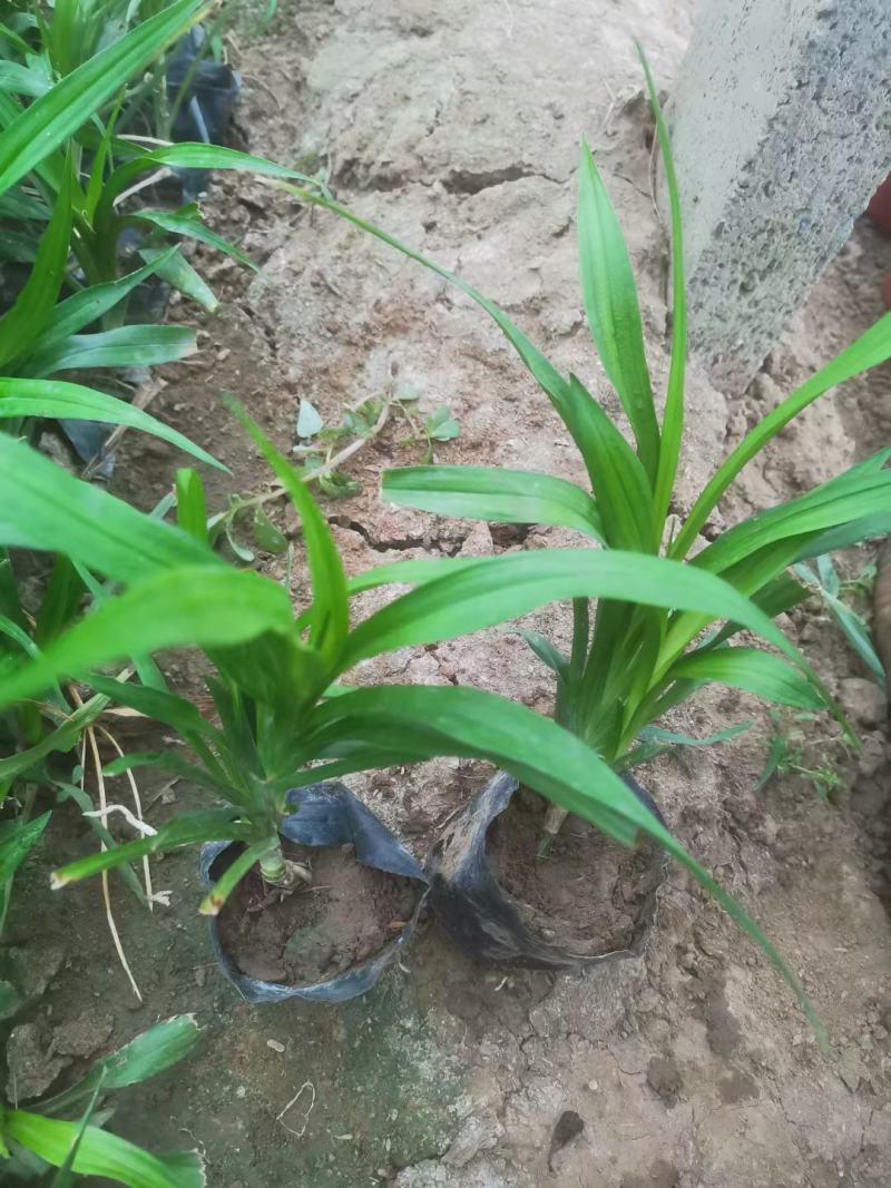 吉祥草紫衣草松寿兰小叶万年青吉祥草基地大量现货