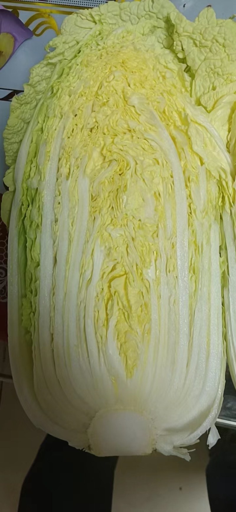 山东青岛黄心白菜产地