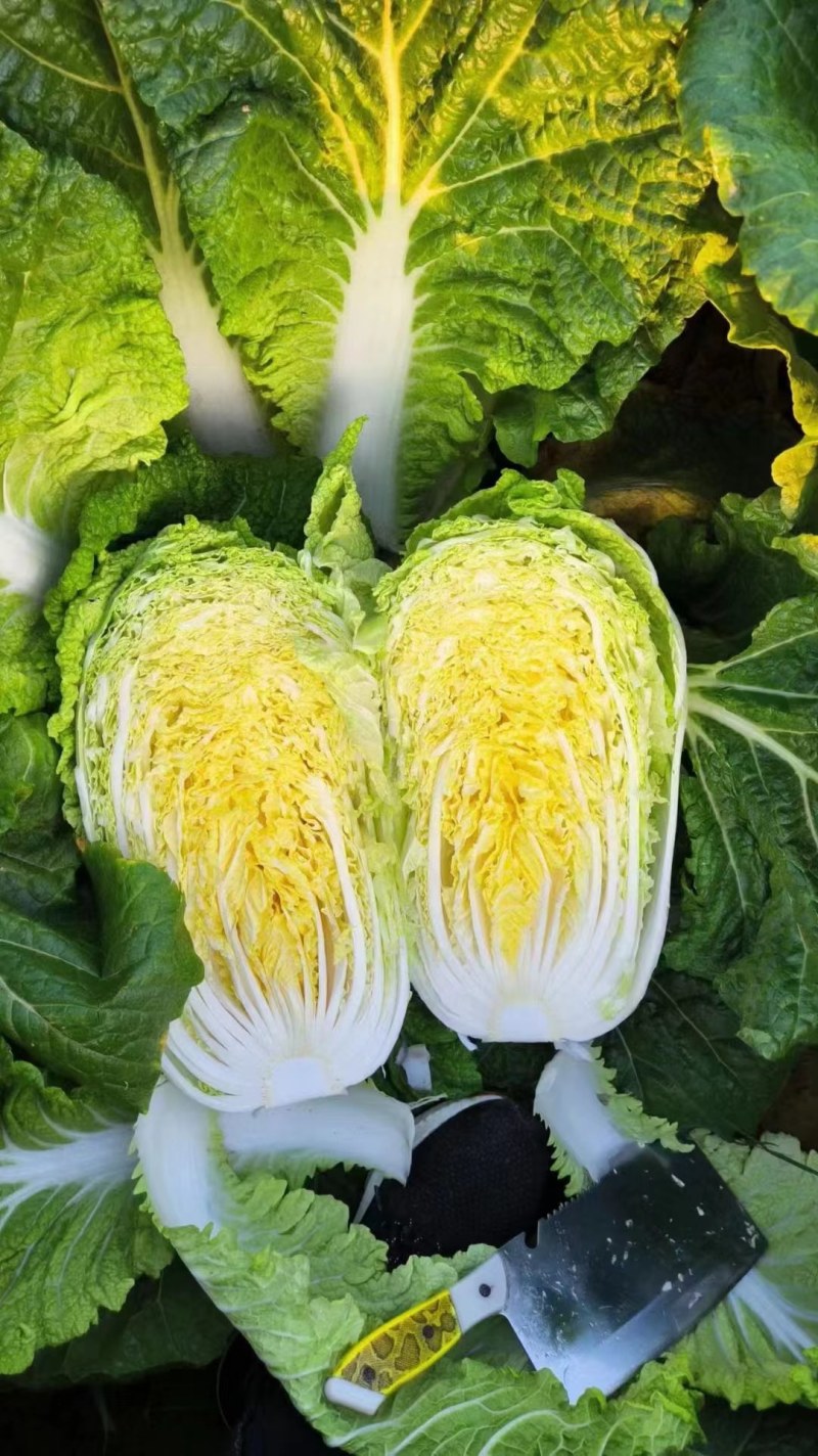 山东青岛黄心白菜产地