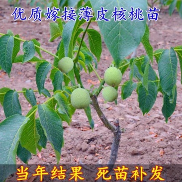 纸皮核桃苗核桃树苗香玲核桃苗185新疆纸皮核桃苗现挖