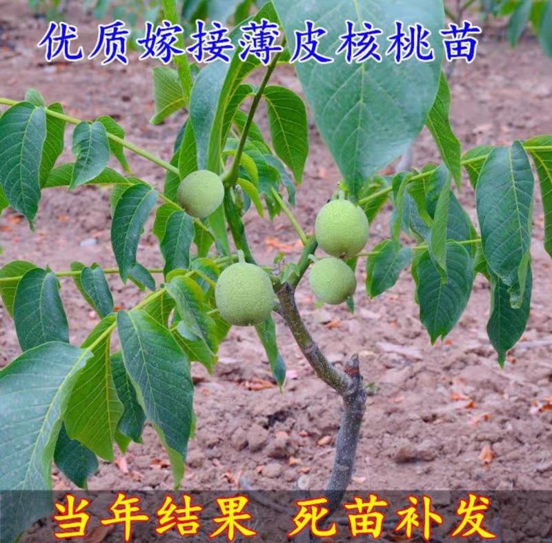 纸皮核桃苗核桃树苗香玲核桃苗185新疆纸皮核桃苗现挖