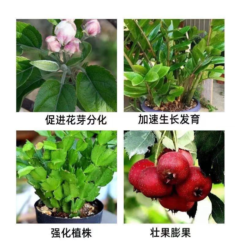 植物生长调节剂苄氨基三十烷醇保花保果壮花提高坐果率增产增