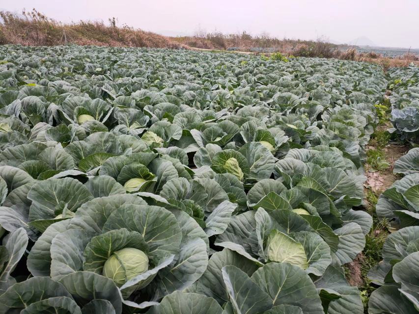 甘蓝智能种植大棚
