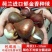 郁金香大种球进口重瓣水培植物四季11_12加