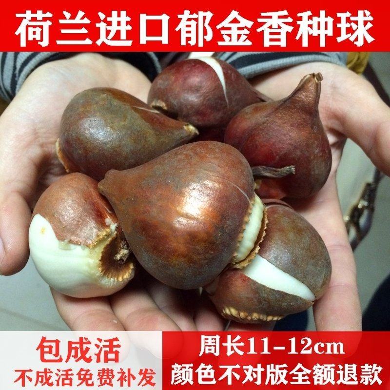 郁金香大种球进口重瓣水培植物四季11_12加