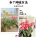 郁金香大种球进口重瓣水培植物四季11_12加