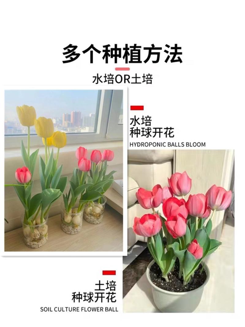 郁金香大种球进口重瓣水培植物四季11_12加