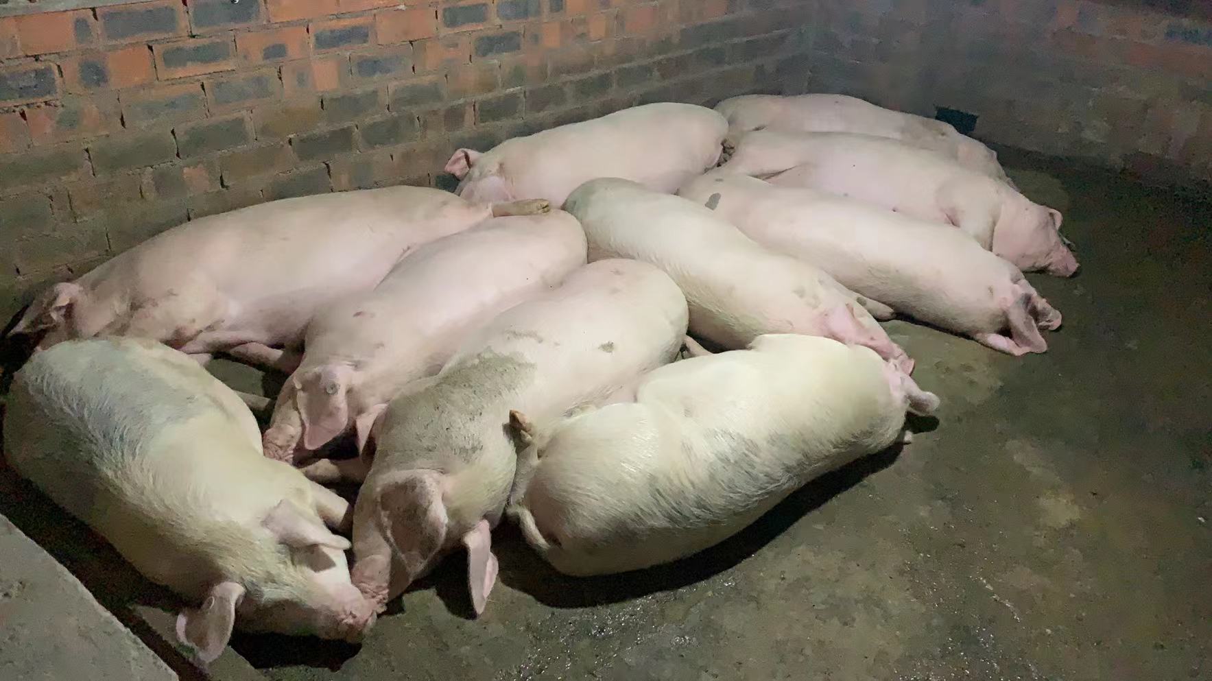 展示农户在养殖场内蒸煮红薯并喂猪的实景照片 红薯喂猪现场操作图
