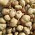 陕西省汉中城固县土豆干面3两以上正在大量上市中鲜货