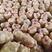 陕西省汉中城固县土豆干面3两以上正在大量上市中鲜货