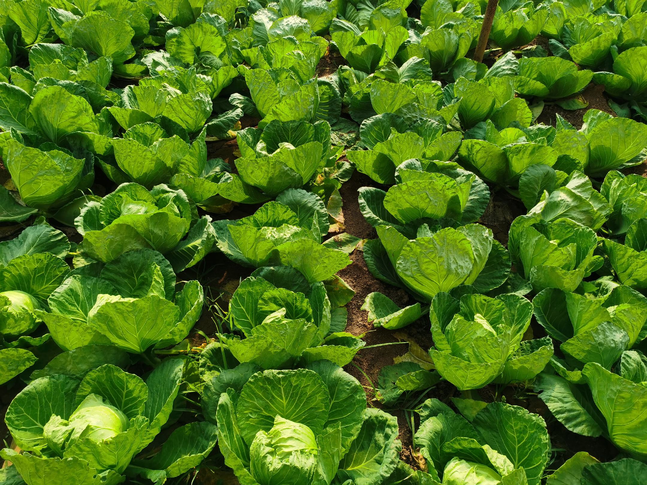 皱叶甘蓝的外观特征