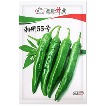 湘研55号辣椒种子杂交品种中熟品种牛角椒，辣味香浓，品种