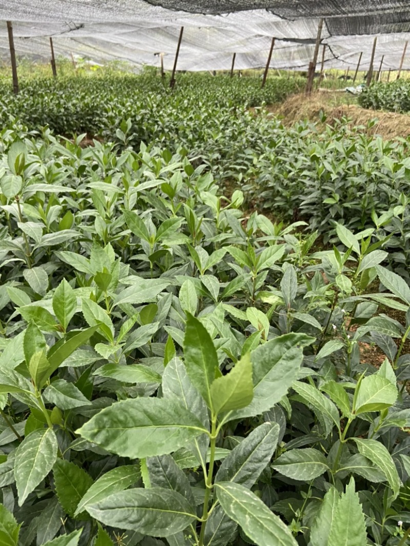 草珊瑚种子，肿节风种子自家种子72小时内发货野生