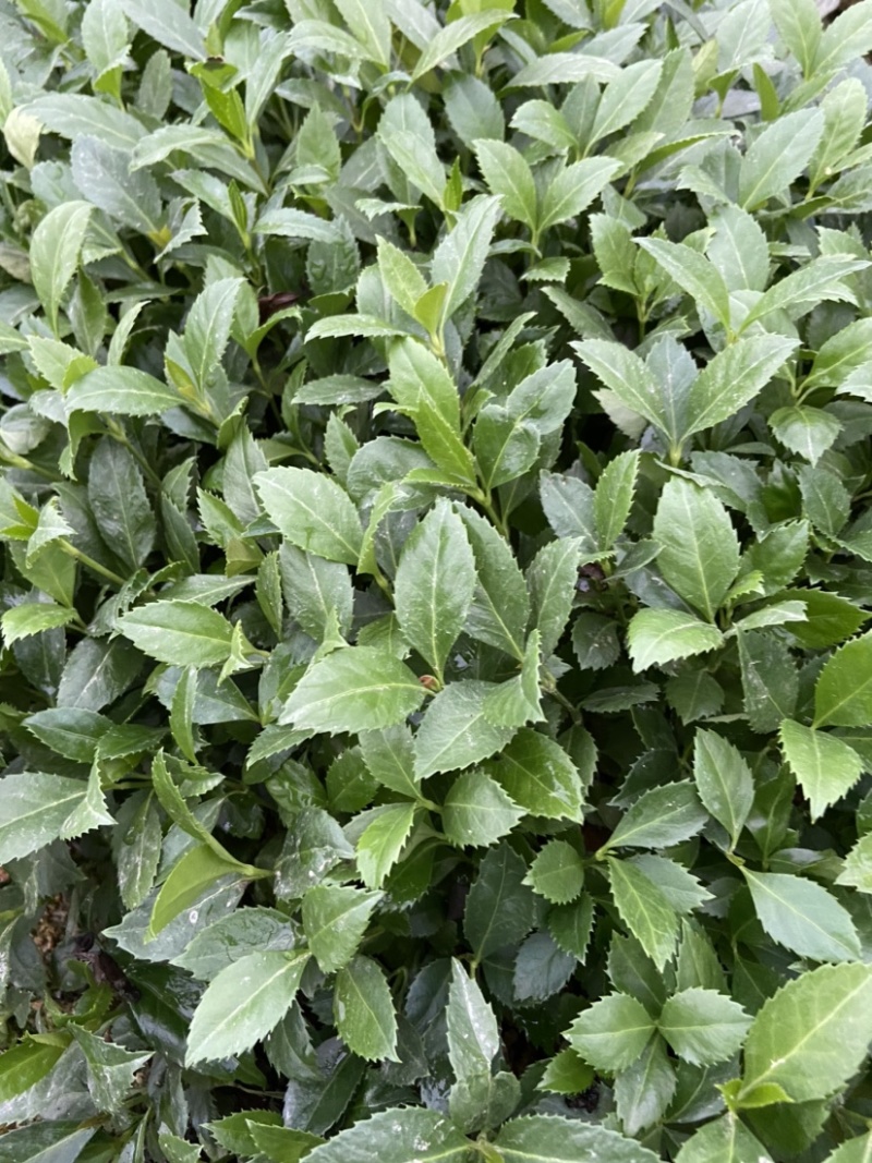 草珊瑚种子，肿节风种子自家种子72小时内发货野生