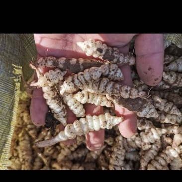 螺丝菜，宝塔菜。