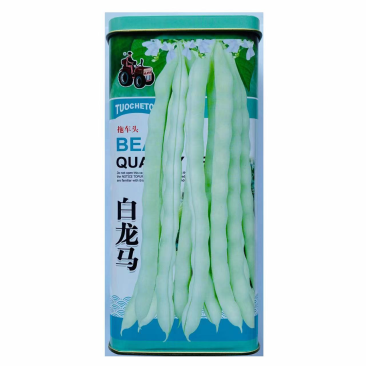 白芸豆种子白龙马九立白芸豆品种种子