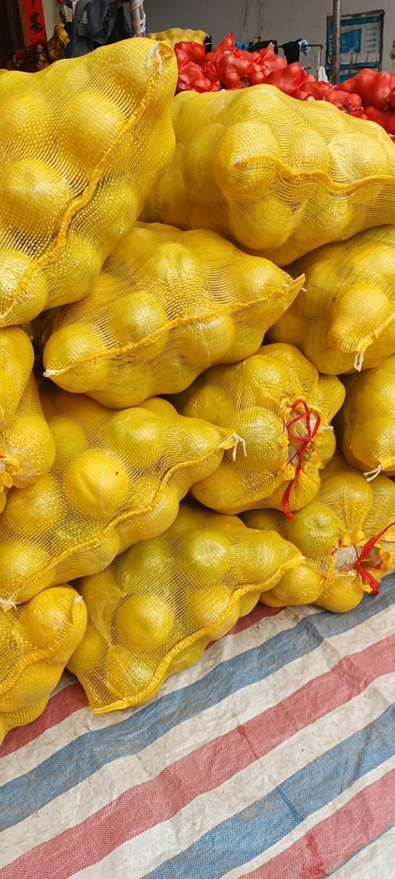 【优选】湖南柚子香柚大量供应全国发货量大从优