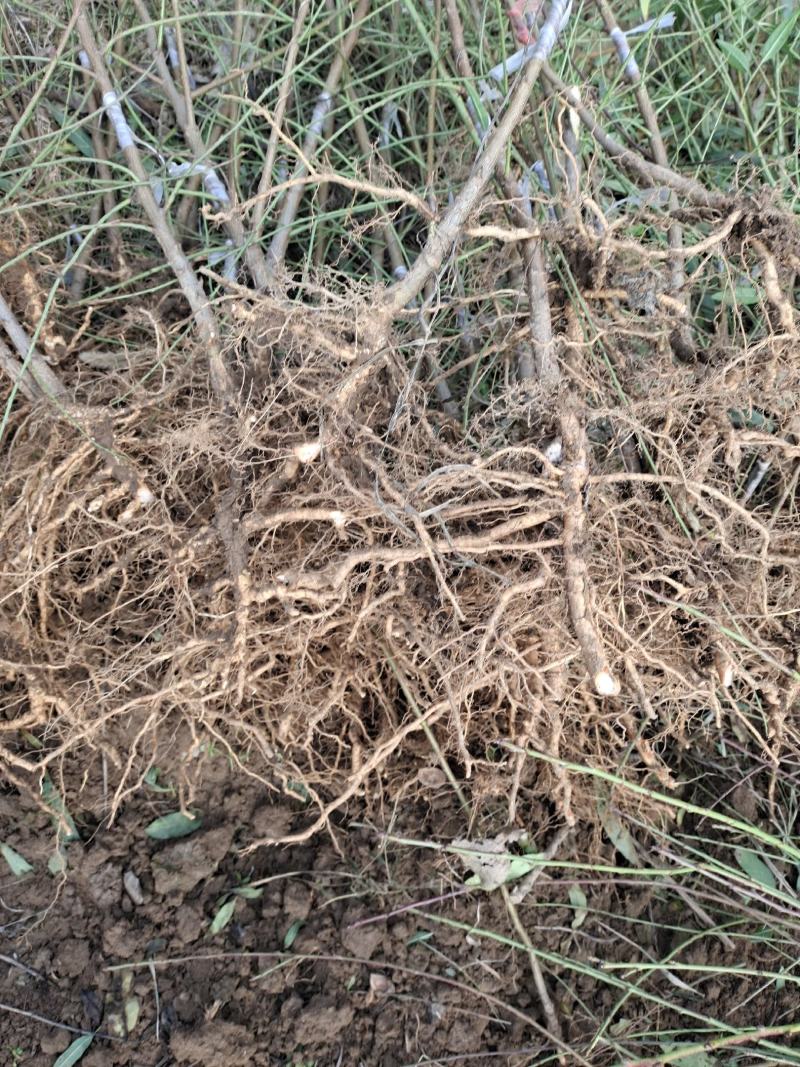 【包存活】占地毛桃苗，粘木嫁接桃树，南北方种植现挖先发