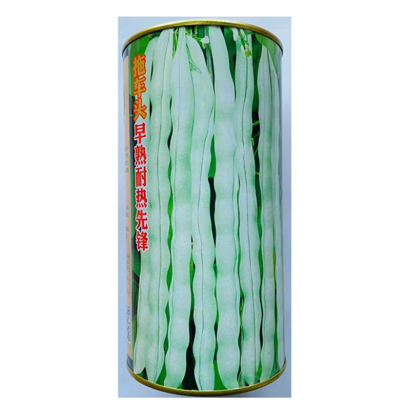 白芸豆种子白龙马九立白芸豆品种种子