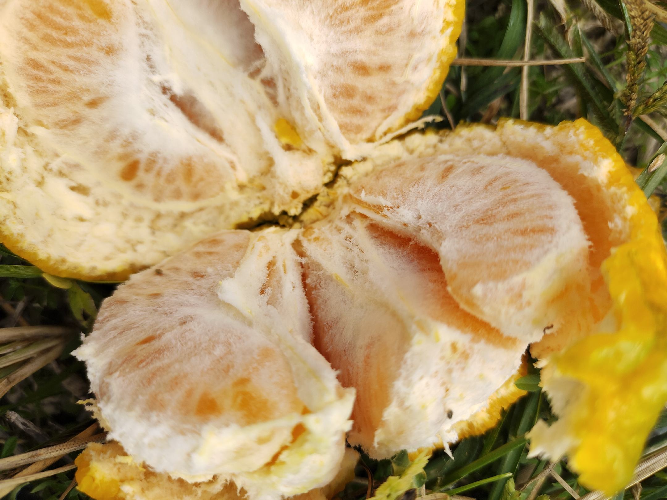 甜橙果肉剥离效果 甜橙果肉剥离效果