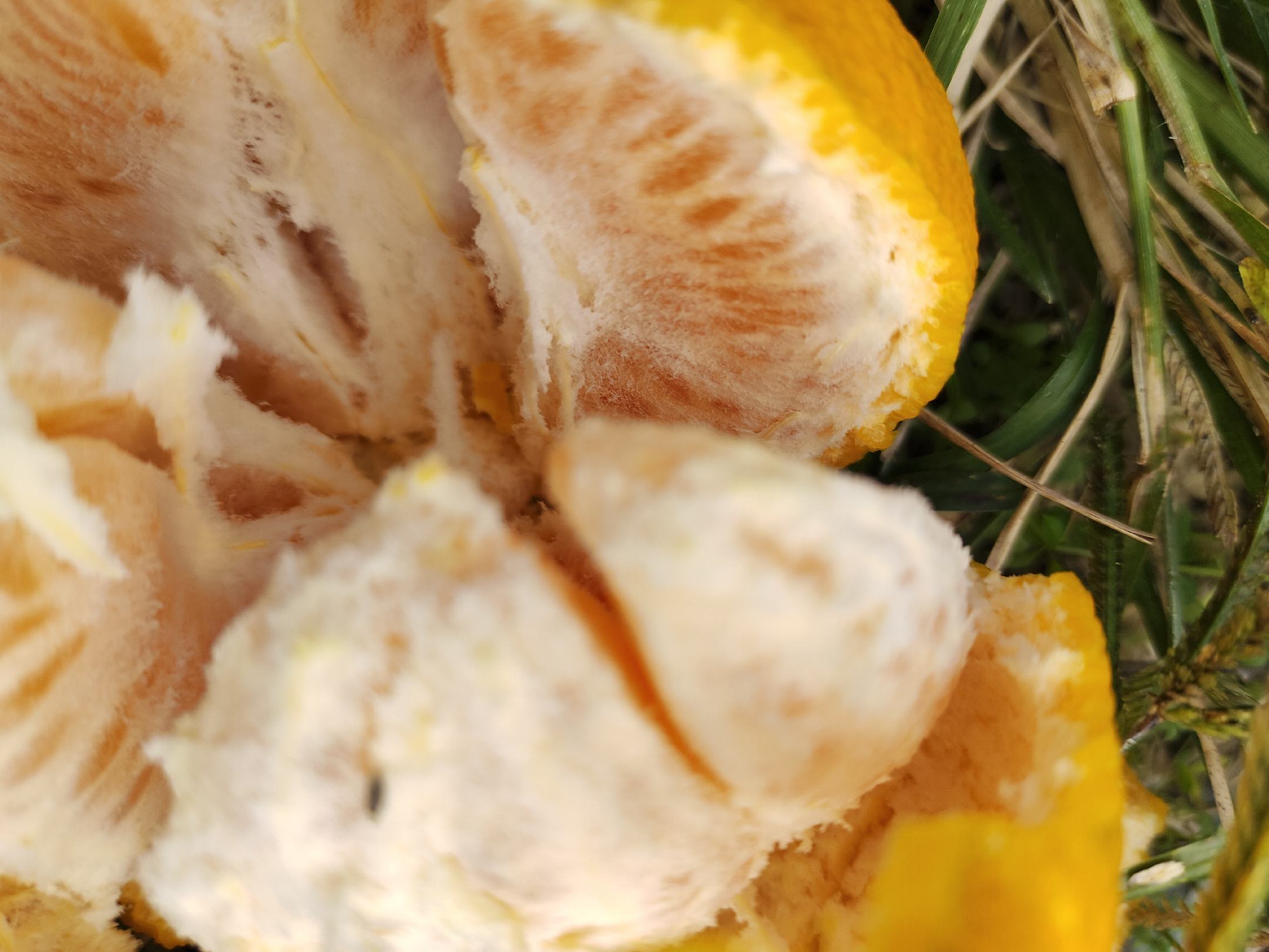 甜橙果皮精油提取示意图,展示从果皮中分离出的精油液体 甜橙果皮精油提取示意图