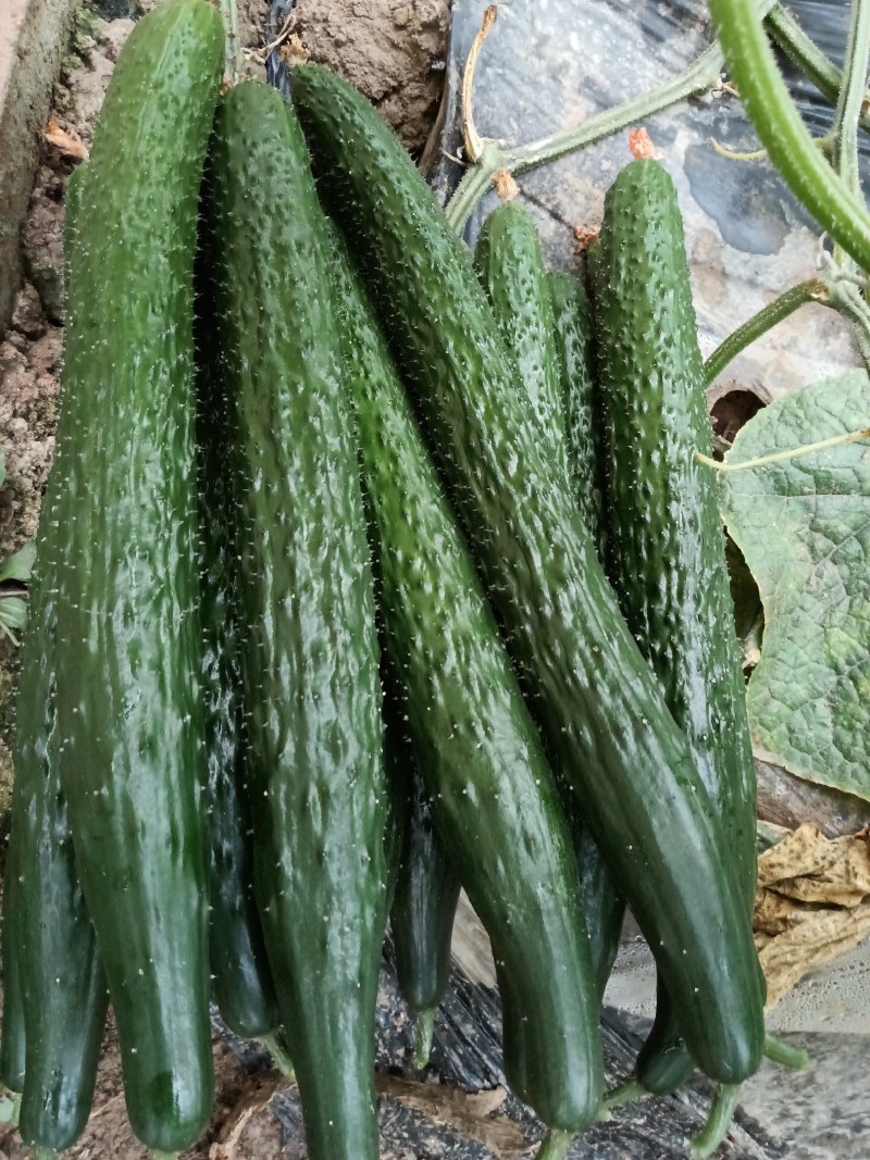 黄瓜