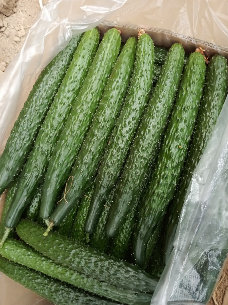 黄瓜