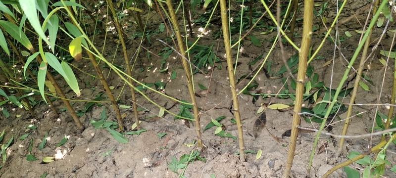 【包存活】占地毛桃苗，粘木嫁接桃树，南北方种植现挖先发