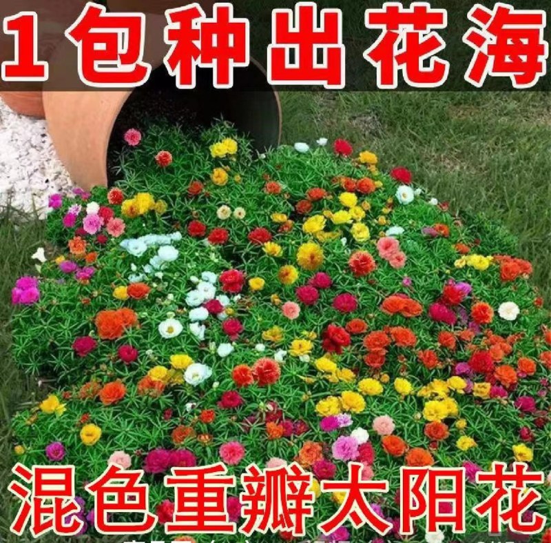 半枝莲种子重瓣太阳花种子多色时令草花种籽子