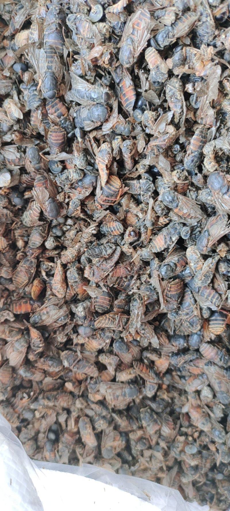 虻虫，中药材，量大从优，一手货源，欢迎采购下单