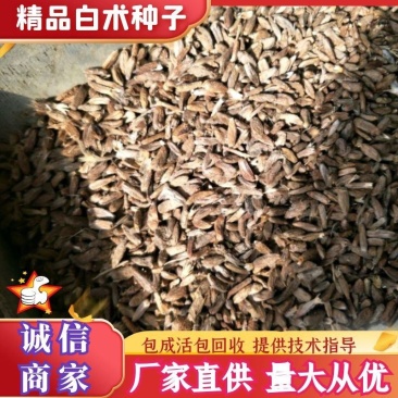 白术种子大量有货厂家直供价格实惠包成活包回收提供技术指