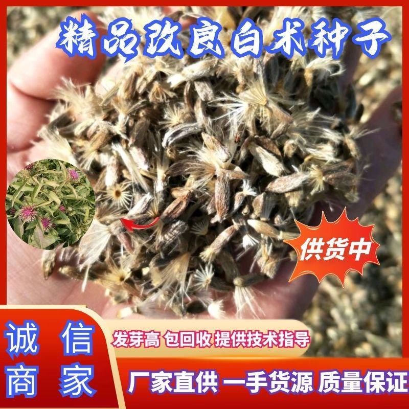 推荐河北安国改良白术种子，纯新安国包回收出芽高欢迎联