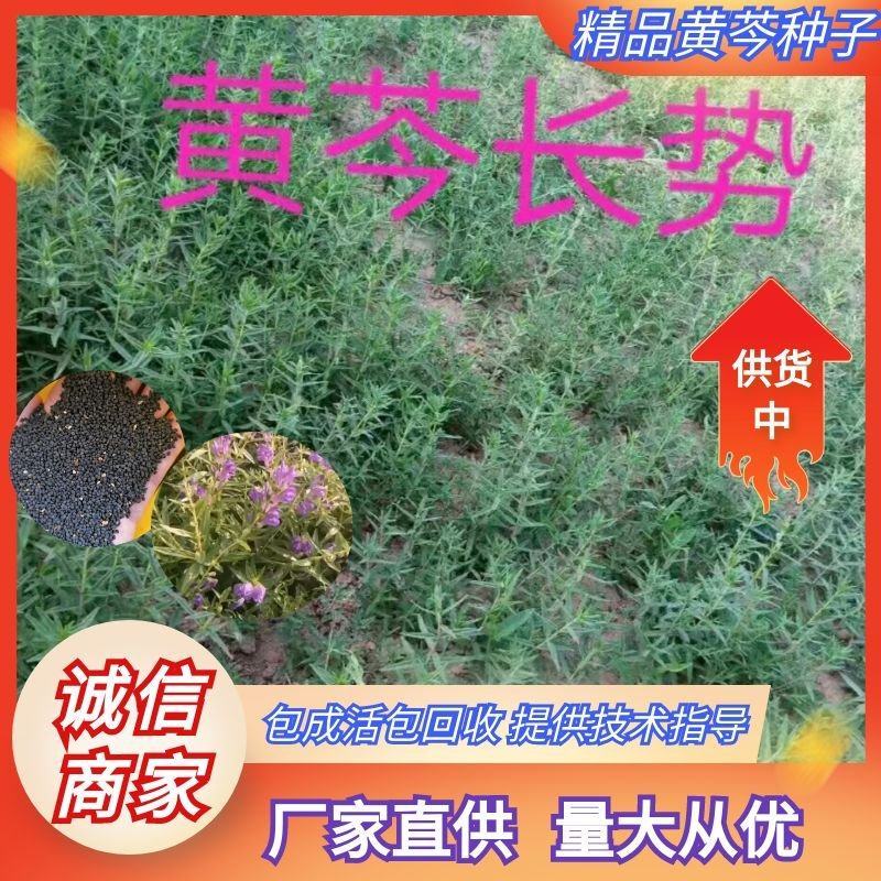 黄芩种子，纯新黄芩种子，发芽高厂家直供包成活包回收