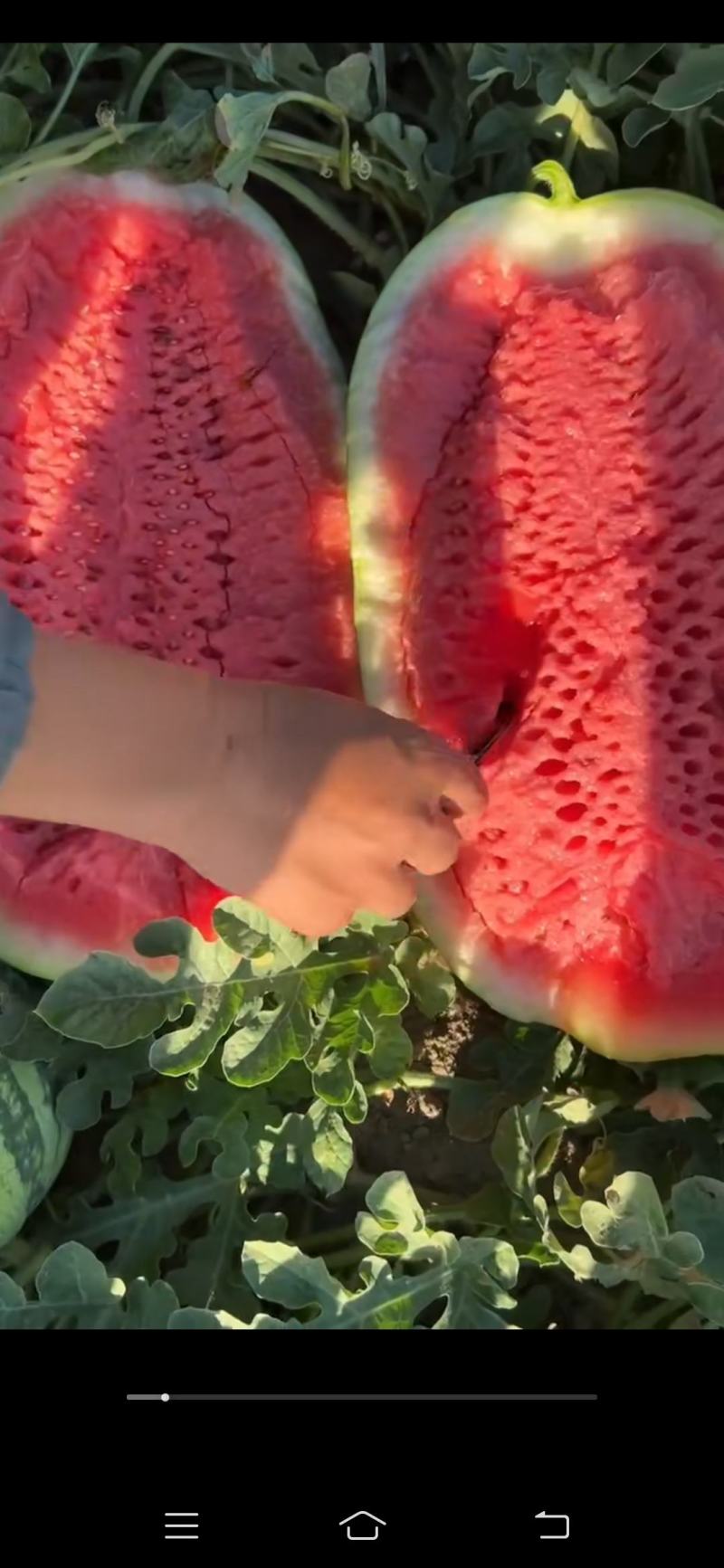 【优质】乌审旗金城5号产地一手货源品质保证诚信经营