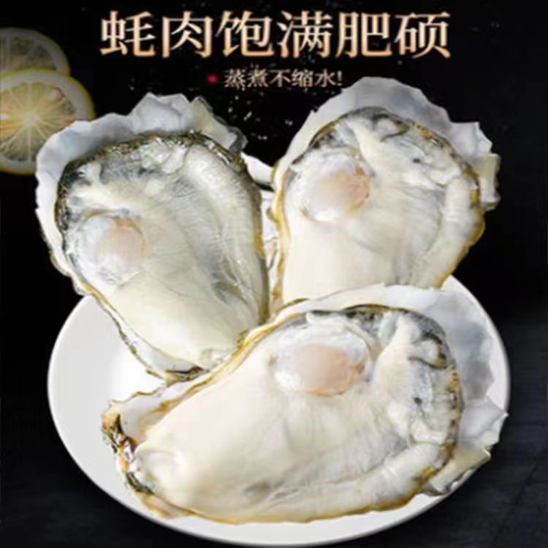 乳山生蚝海鲜生蚝大牡蛎新鲜带壳海蛎子鲜活大生蚝烧烤生蚝