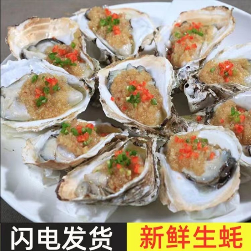 乳山生蚝海鲜生蚝大牡蛎新鲜带壳海蛎子鲜活大生蚝烧烤生蚝