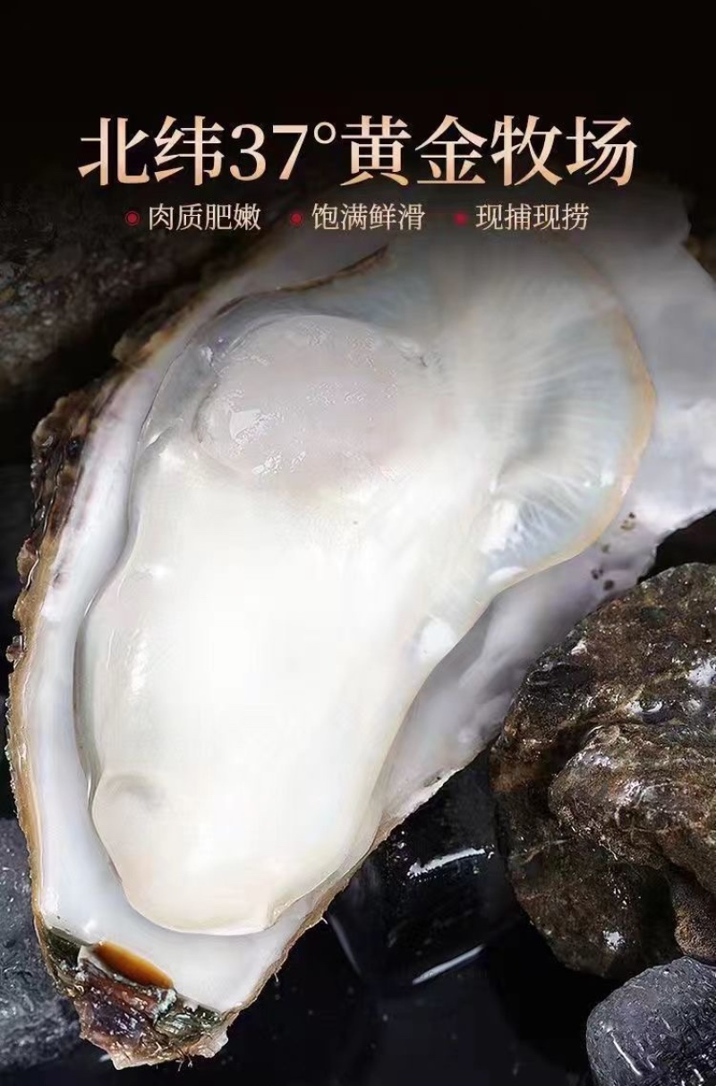 乳山生蚝海鲜生蚝大牡蛎新鲜带壳海蛎子鲜活大生蚝烧烤生蚝