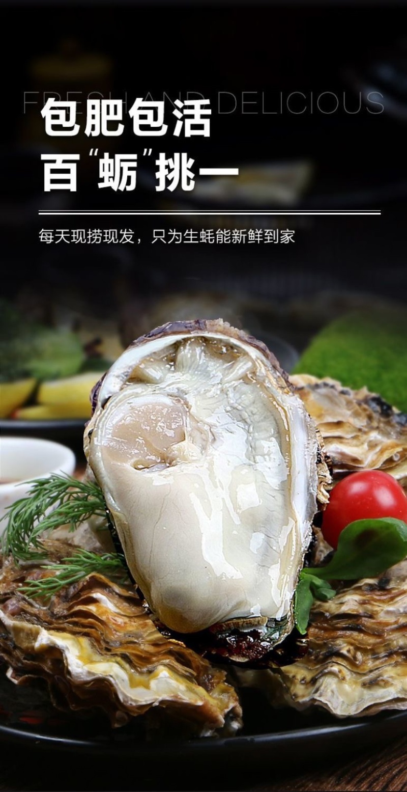 乳山生蚝海鲜生蚝大牡蛎新鲜带壳海蛎子鲜活大生蚝烧烤生蚝