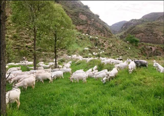 白条羊宴席全景